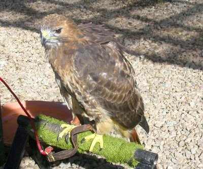 Golden Eagle.